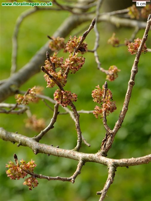 Ulmus minor