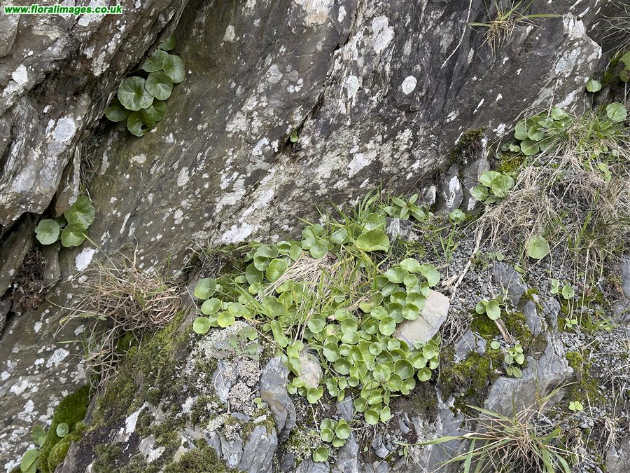 Umbilicus rupestris