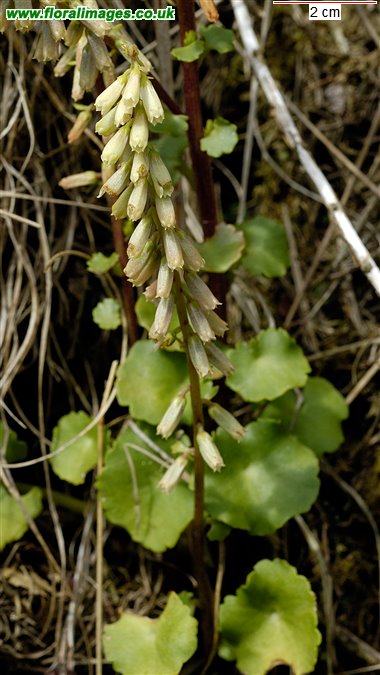 Umbilicus rupestris