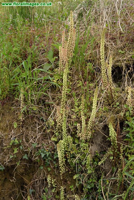 Umbilicus rupestris, picture 15 of 24