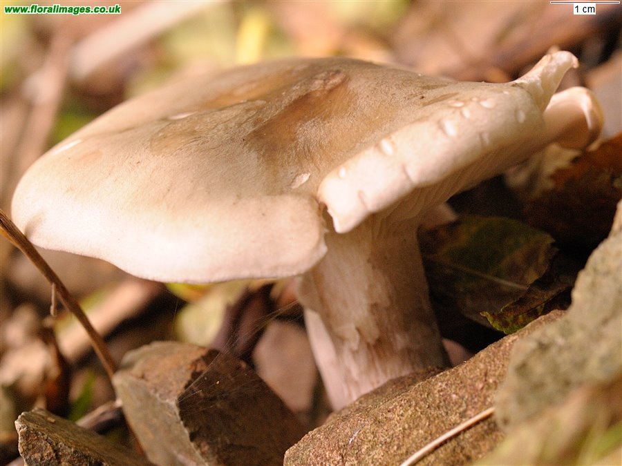 Unknown fungus