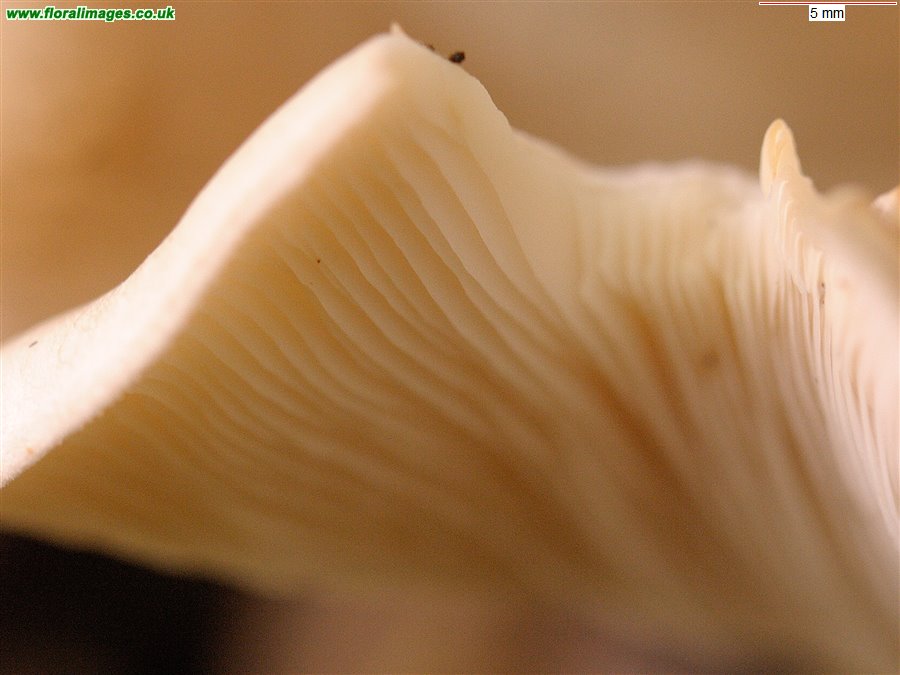 Unknown fungus