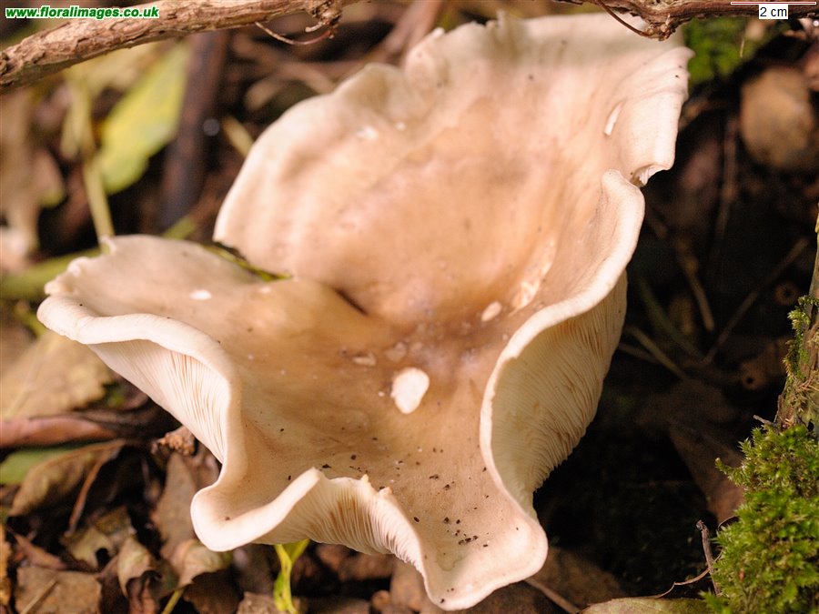 Unknown fungus