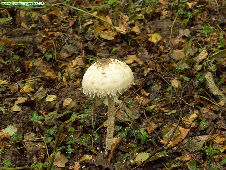 Unknown fungus