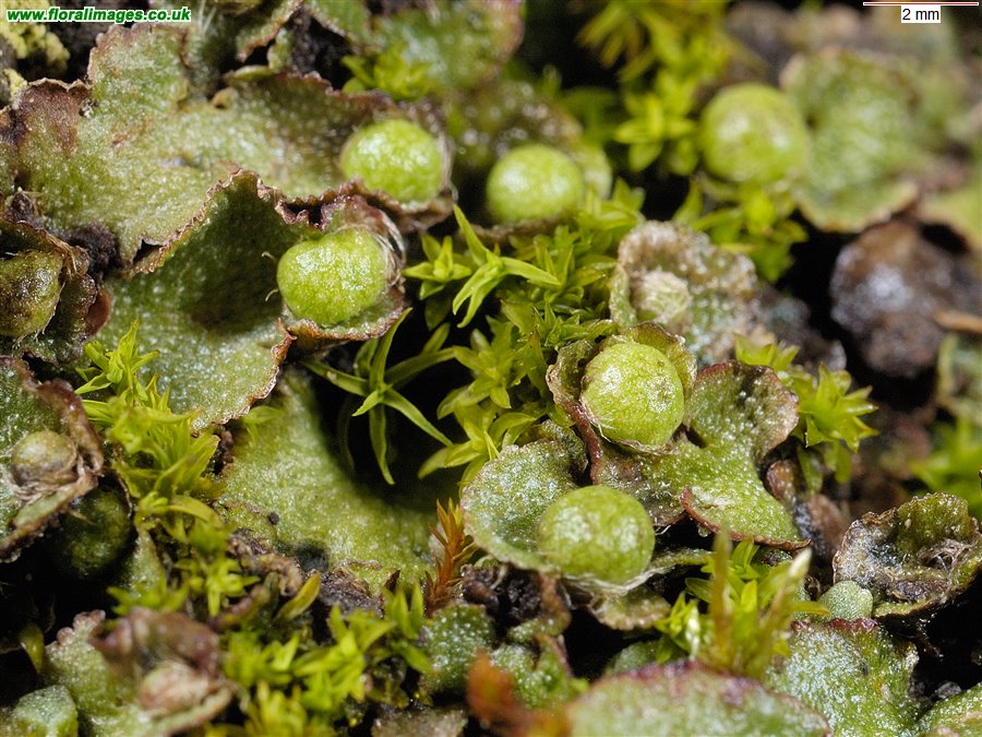 Unknown Liverwort