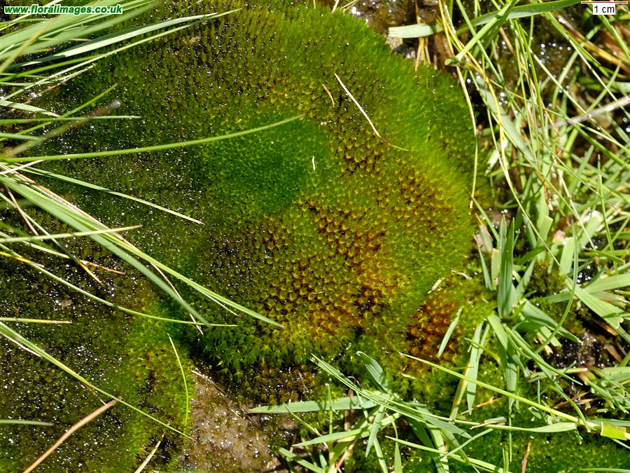 Unknown moss