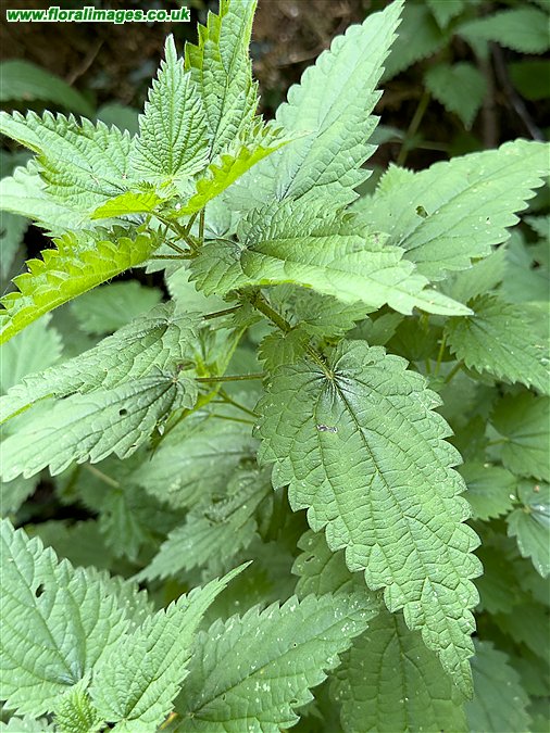 Urtica dioica