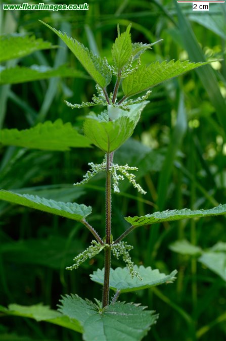 Urtica dioica