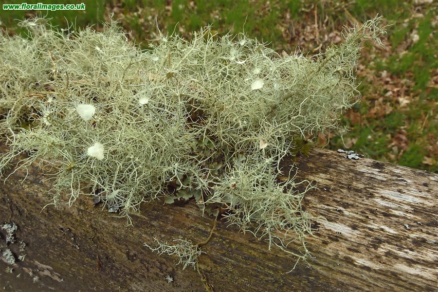 Usnea florida