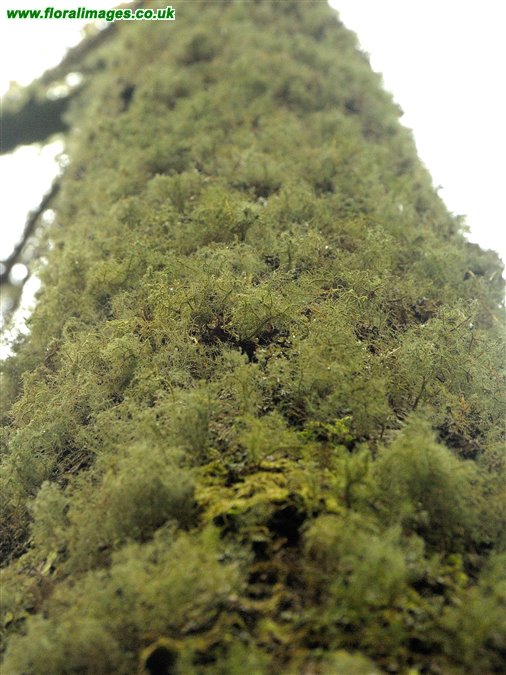 Usnea fragilescens