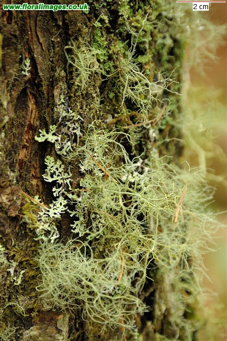 Usnea fragilescens