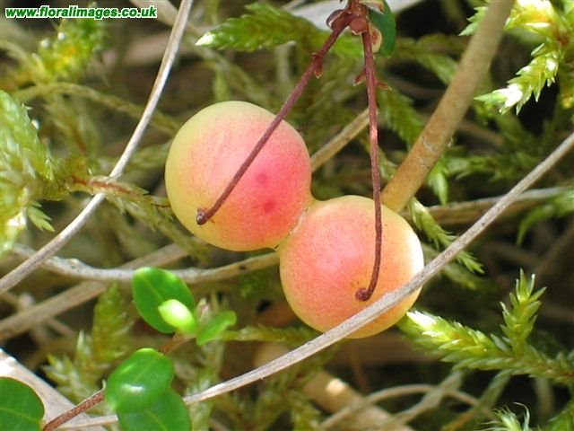 Vaccinium oxycoccos
