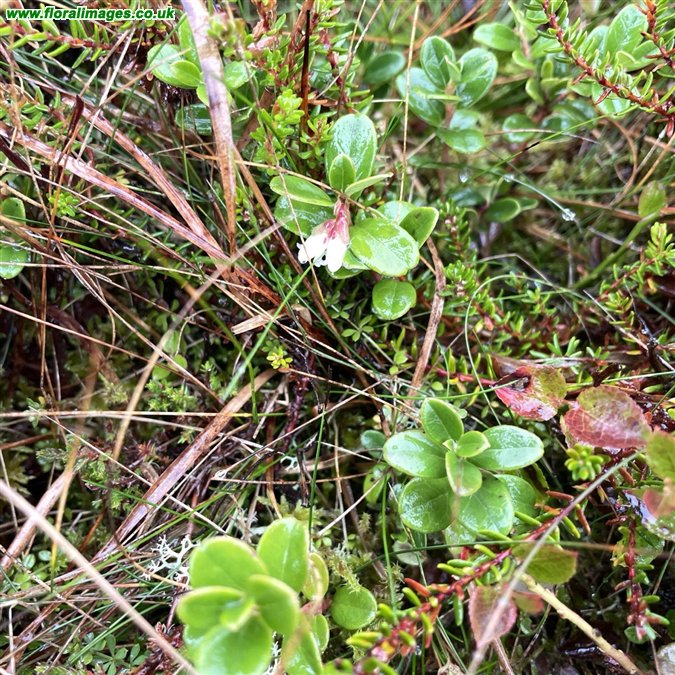 Vaccinium vitis-idaea