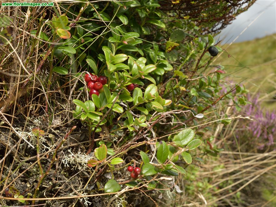 Vaccinium vitis-idaea