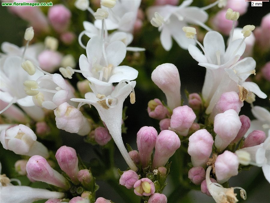 Valeriana officinalis