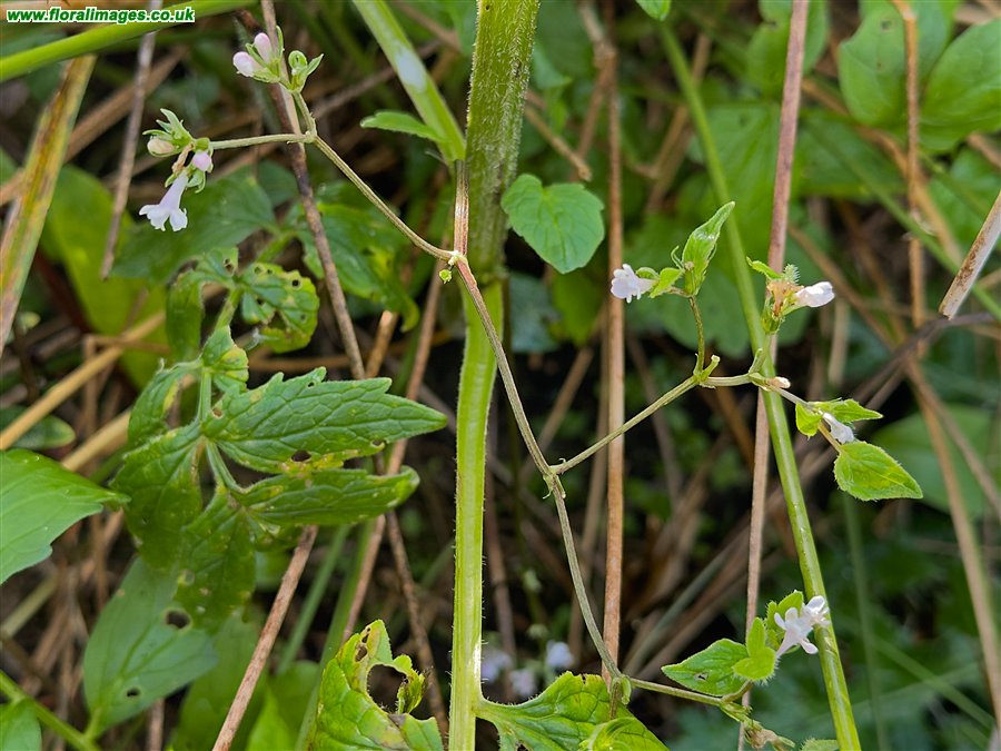 Valeriana officinalis