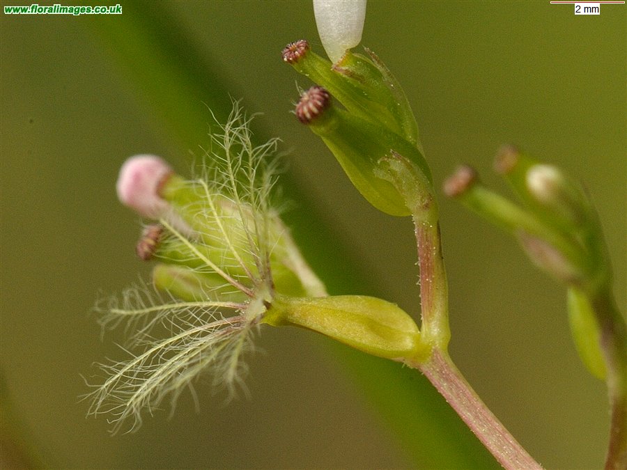 Valeriana officinalis