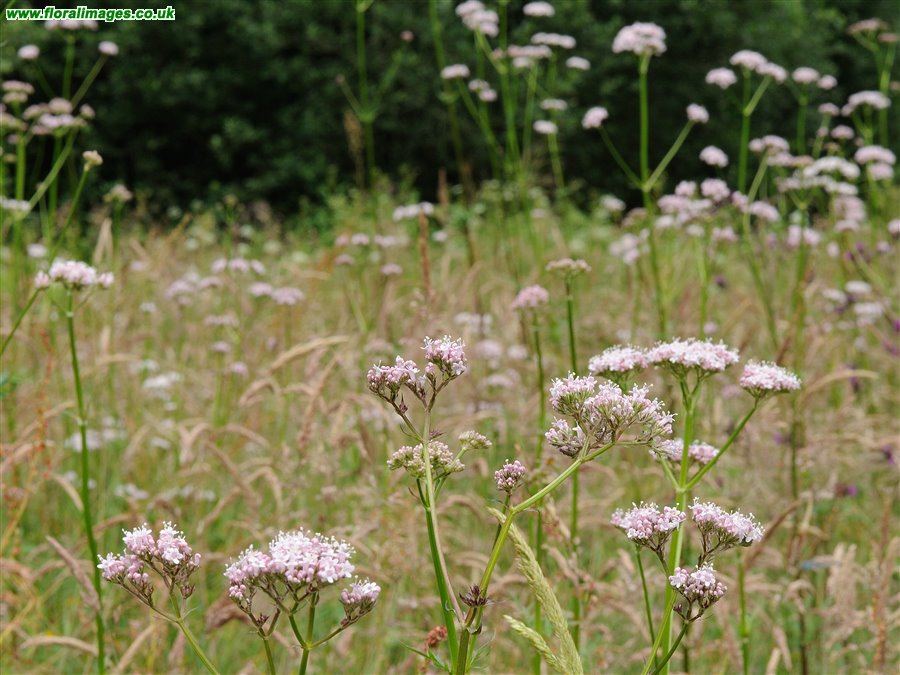 Valeriana officinalis