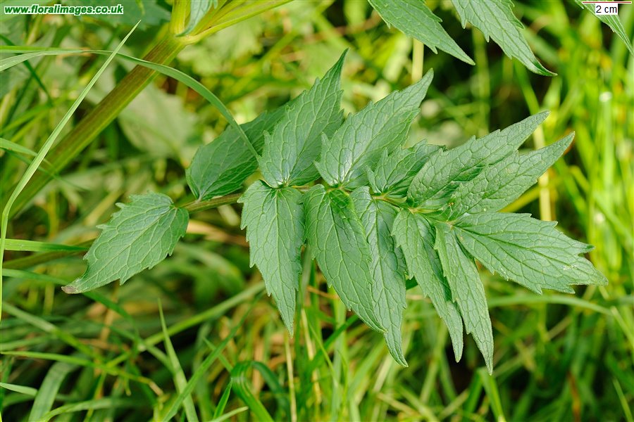 Valeriana officinalis