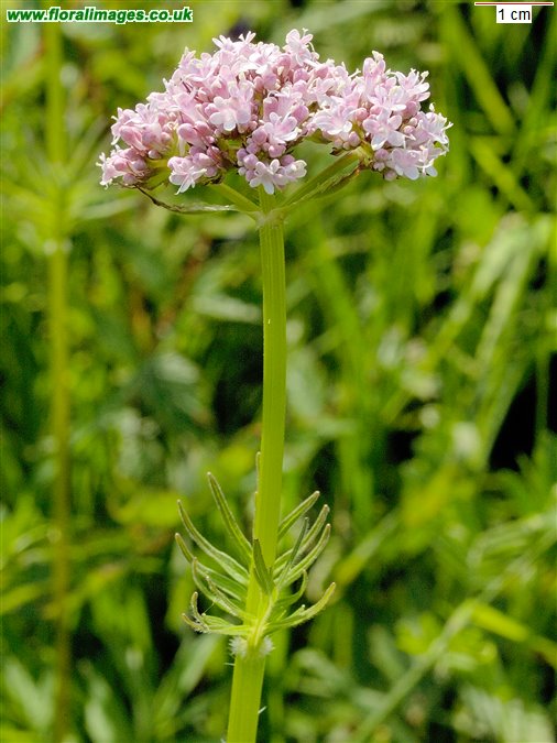 Valeriana officinalis