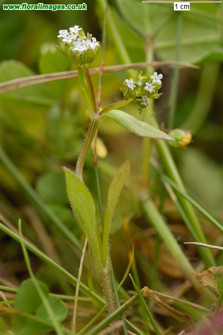 Valerianella locusta