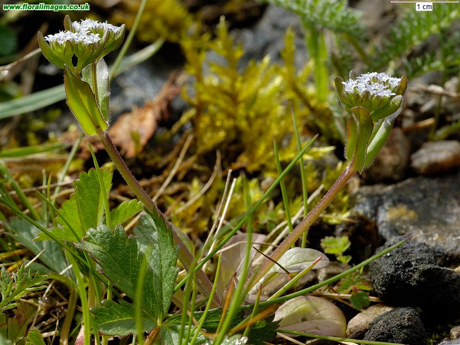 Valerianella locusta