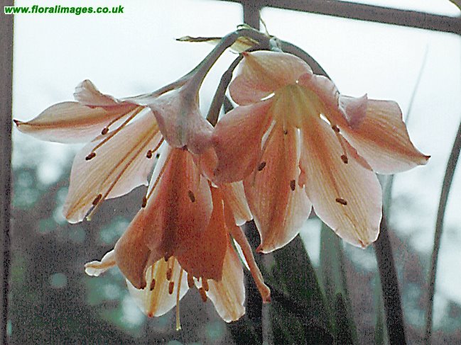 Vallota speciosa