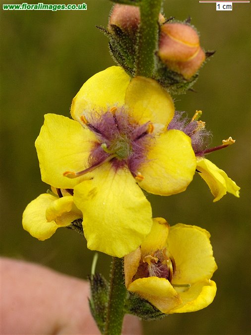 Verbascum virgatum