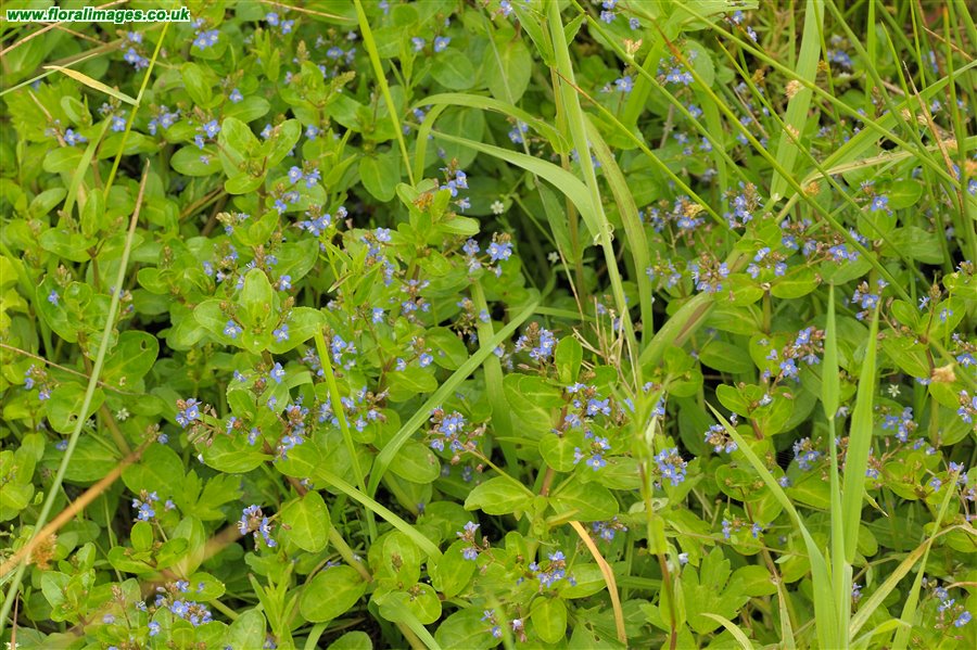 Veronica beccabunga