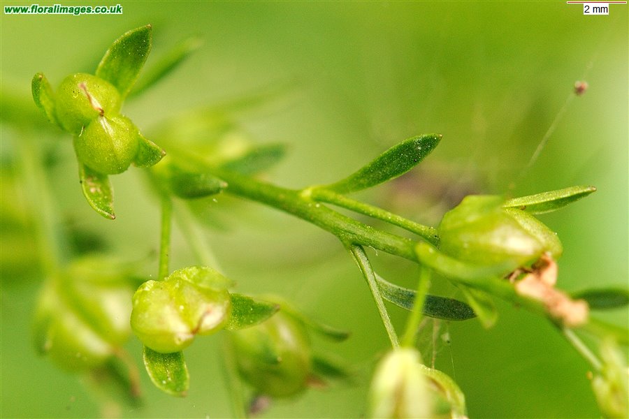 Veronica beccabunga
