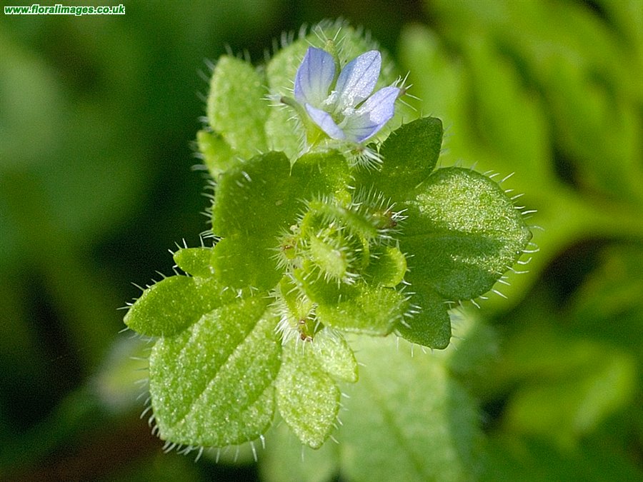 Veronica hederifolia