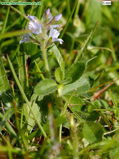 Veronica officinalis