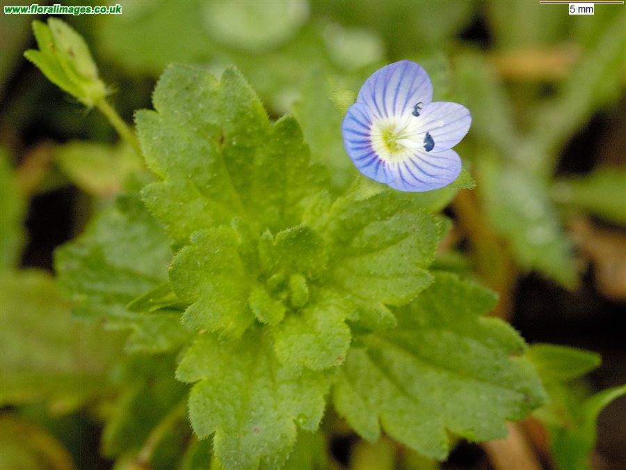Veronica persica