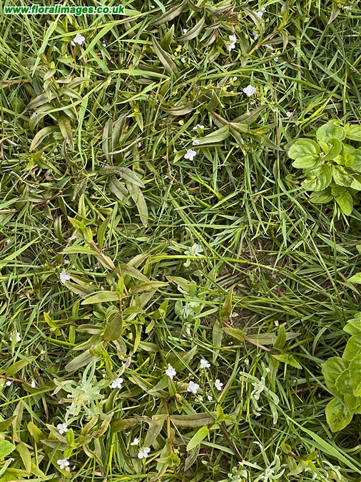 Veronica scutellata
