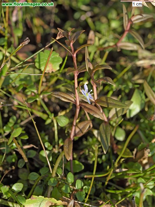 Veronica scutellata