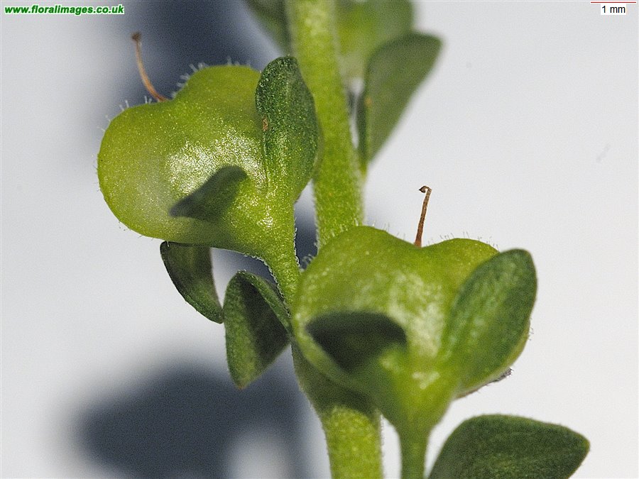 Veronica serpyllifolia
