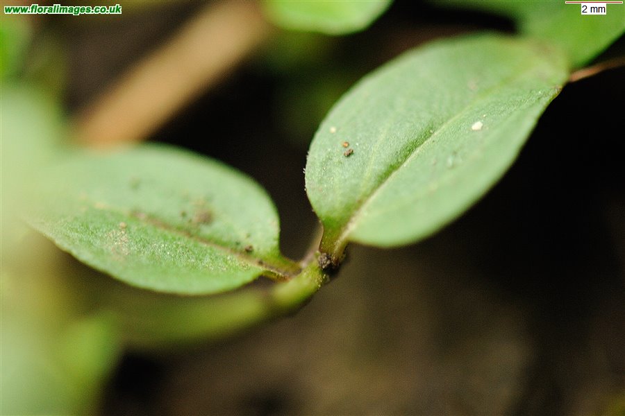 Veronica serpyllifolia