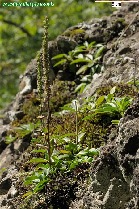 Veronica spicata