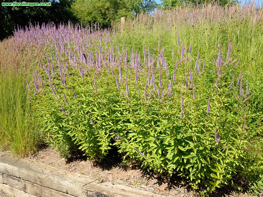 Veronicastrum
