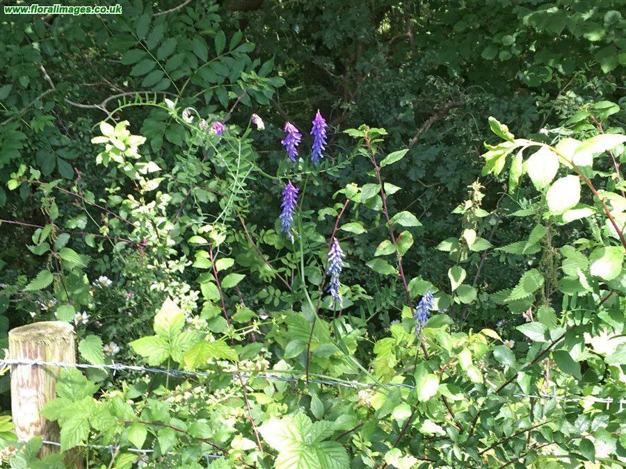 Vicia cracca