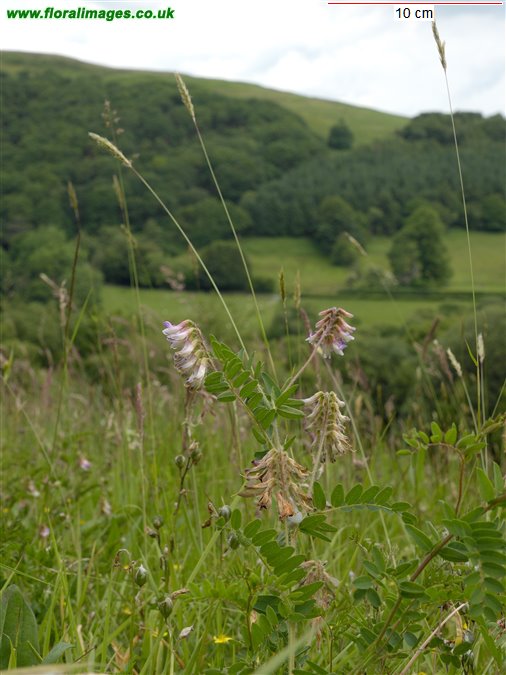 Vicia orobus