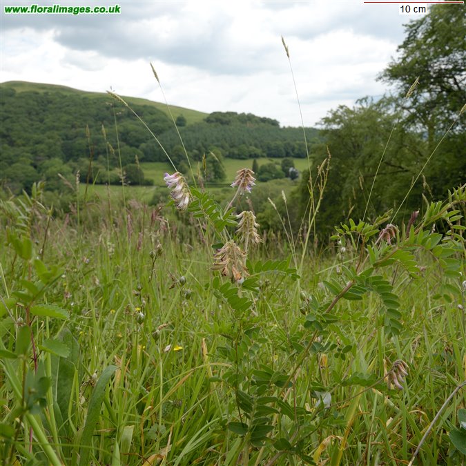 Vicia orobus