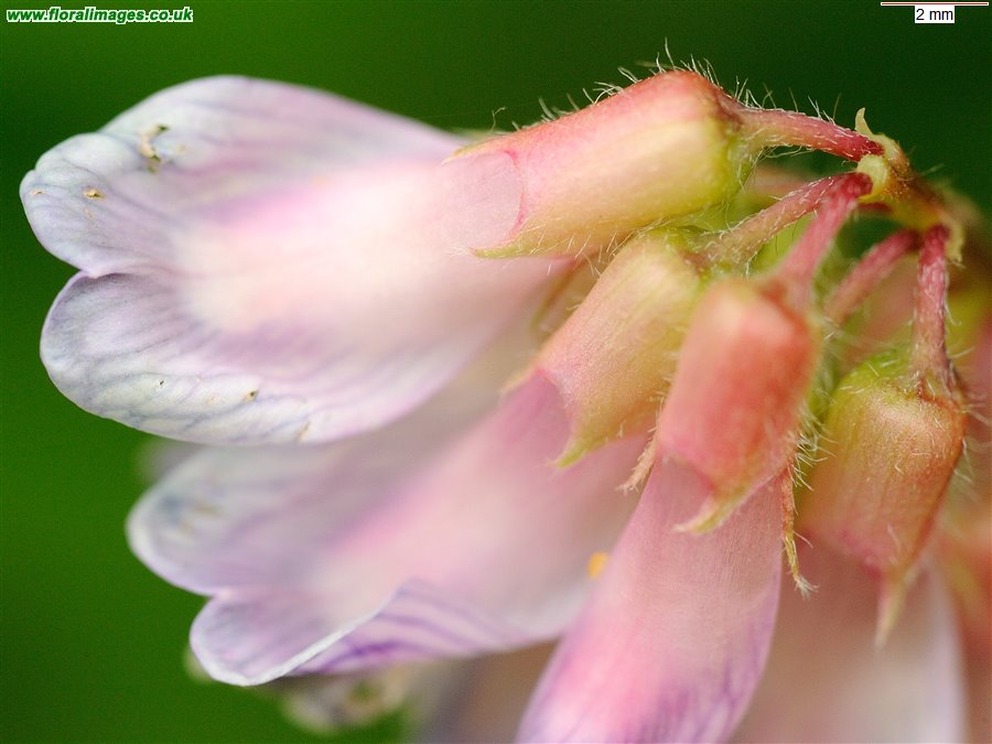 Vicia orobus