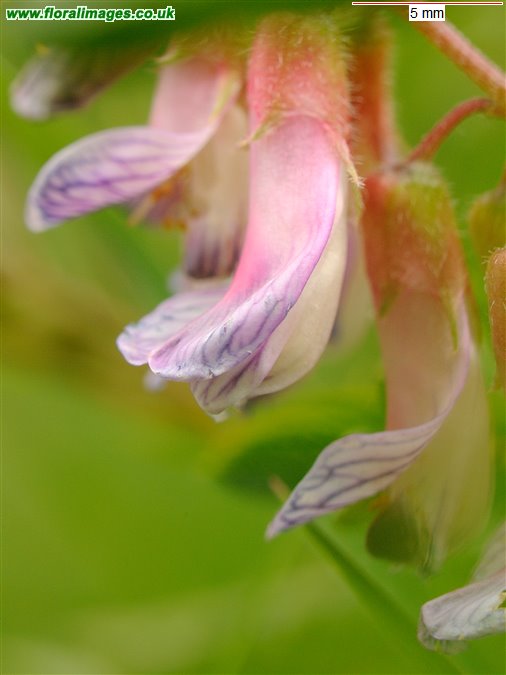 Vicia orobus
