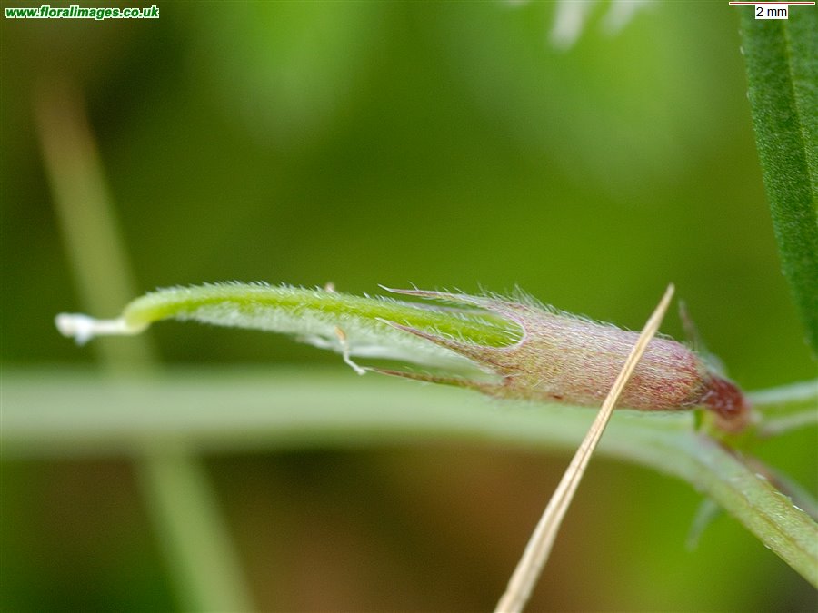 Vicia sativa