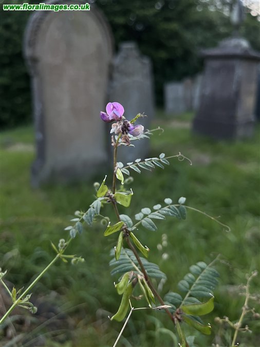 Vicia sepium