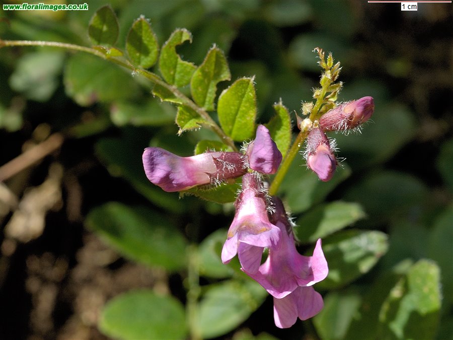 Vicia sepium
