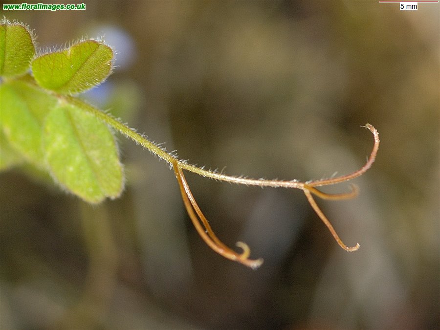 Vicia sepium