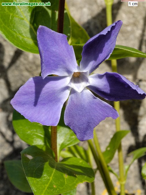 Vinca major