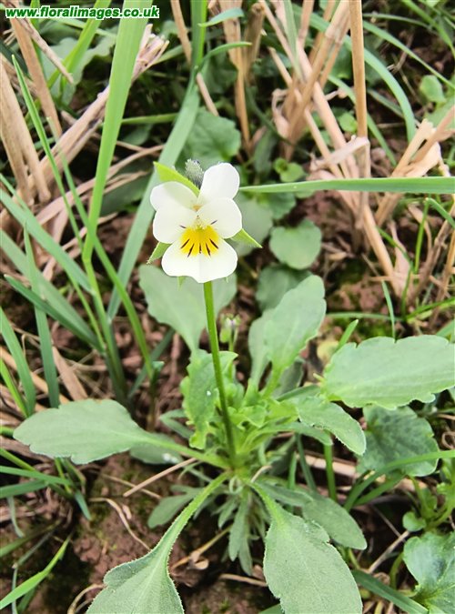 Viola arvensis